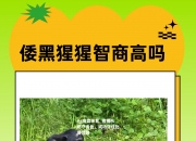 ng南宫体育_猩猩队防守出色，成功守住比赛优势